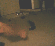 Aarkeybabble : Cuteness attack fail
